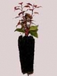Саженцы лиственных и вересковых растений Оферта